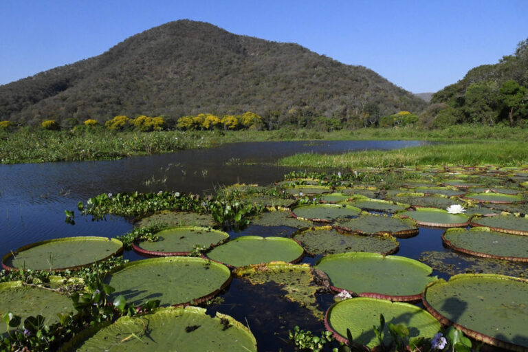 brasil protege o pantanal